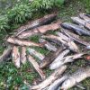 Kematian Ikan Dewa Akibat Parasit, (sc:Westjavatoday.com)