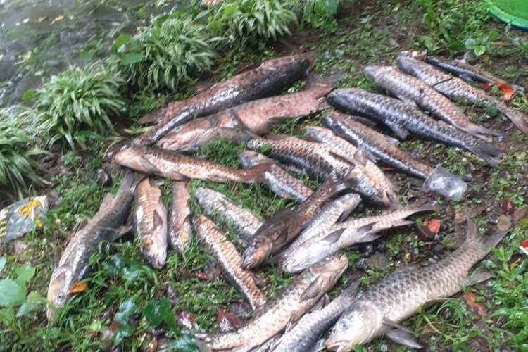 Kematian Ikan Dewa Akibat Parasit, (sc:Westjavatoday.com)